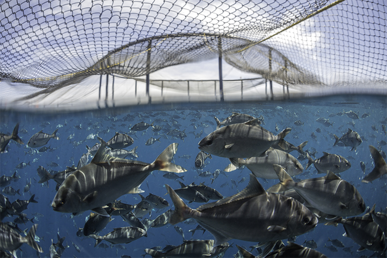 Aquaculture_780
