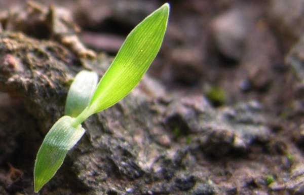 seedling-600