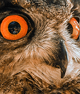 owl-eyes-close-up-160x186