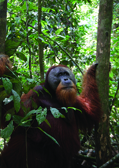 Cross-orangutan-400