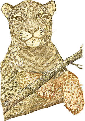Brazil-real-50-leopard-300