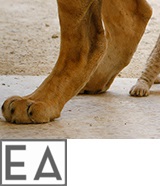 Lion-cub-R-160x186-white3-EA