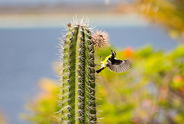 Mexico cactus bird-600