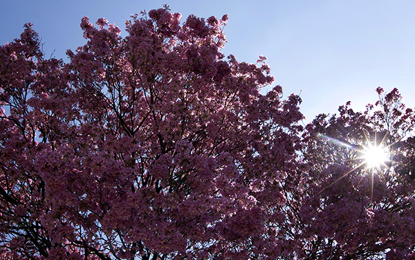 Paraguay lapacho tree-R-600