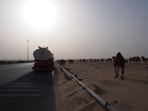 boubyan-island-camels-300x225