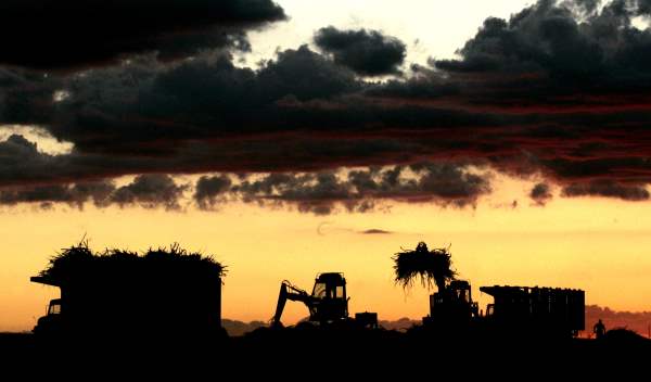 sugar cane-R-envelope