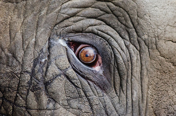 elephant-eye-600