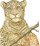 Brazil-real-50-leopard-160x186