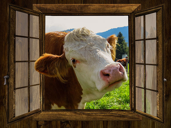 cow-window-600