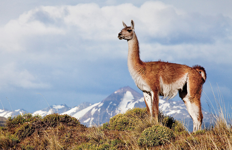 Guanaco-at-Patagonia-Park-780.jpg