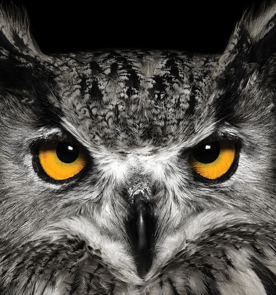 owl-great-horned-istock-960.jpg