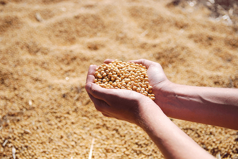 soybean-hands-780