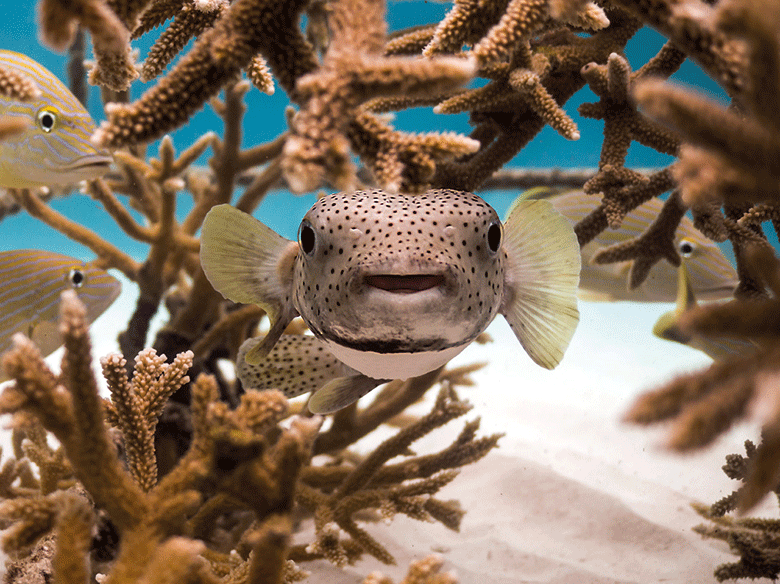 Coral-fish-780