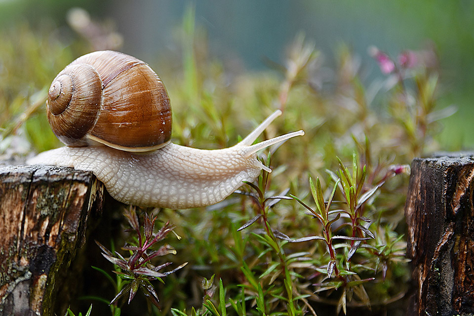 snail-slow-progress-960.jpg
