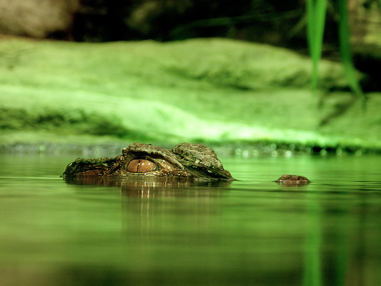 crocodile-eyes-danger-780
