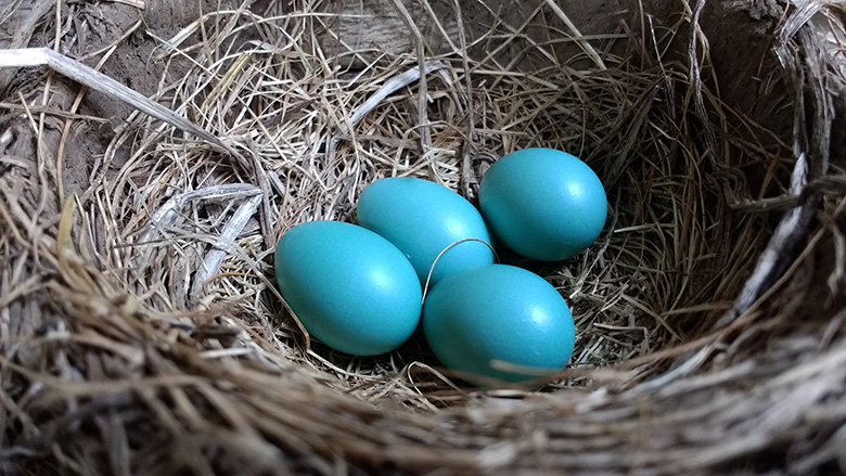eggs-nest-robin-780