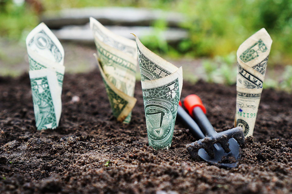 money-grows-plant-pixabay-960.jpg