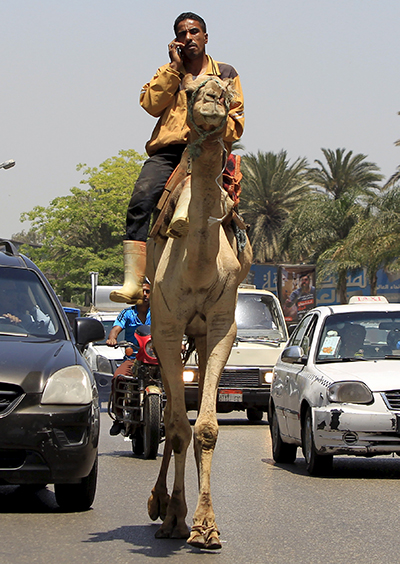 Egypt-camel-mobile-phone-R-400